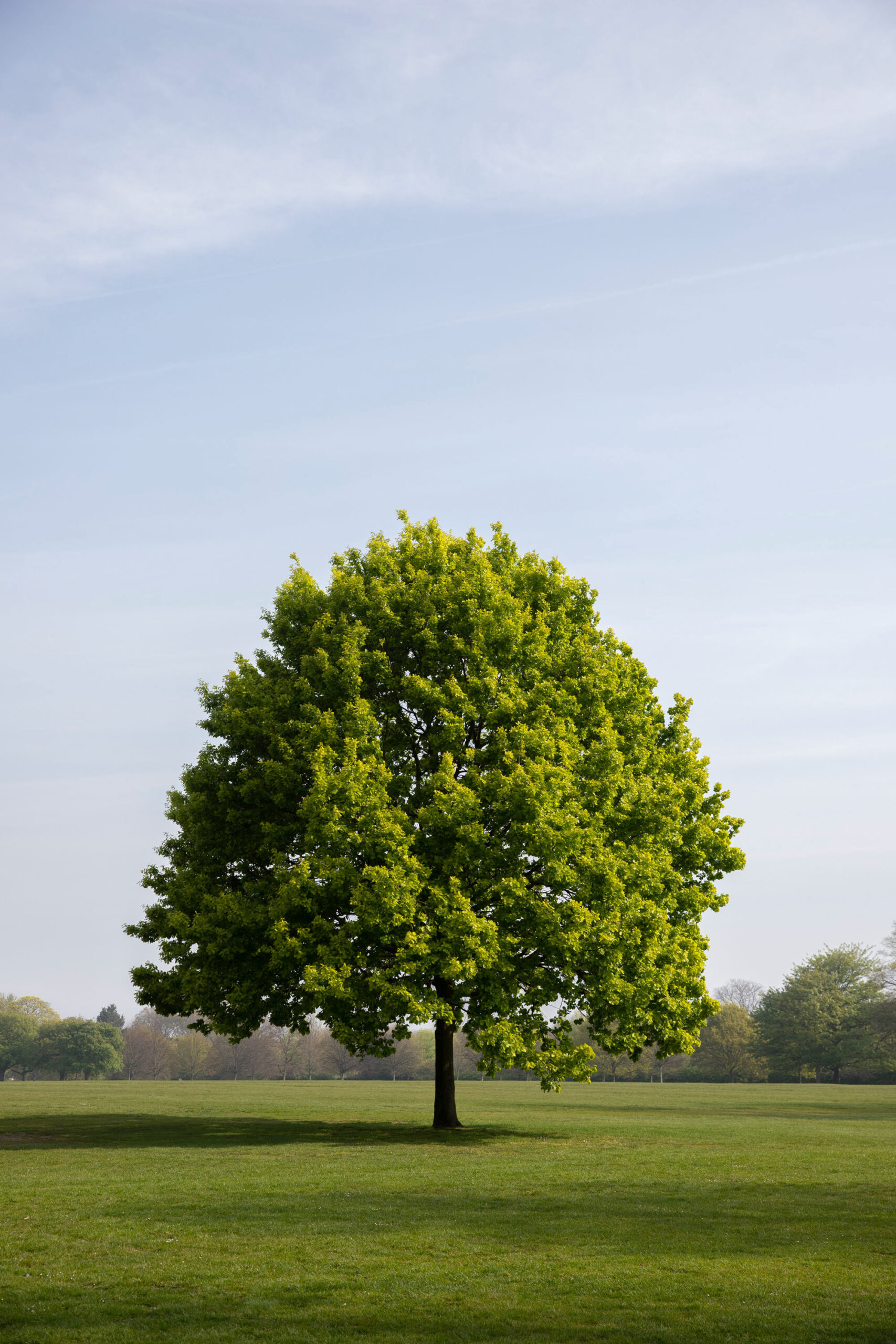 Local area photography - oak tree