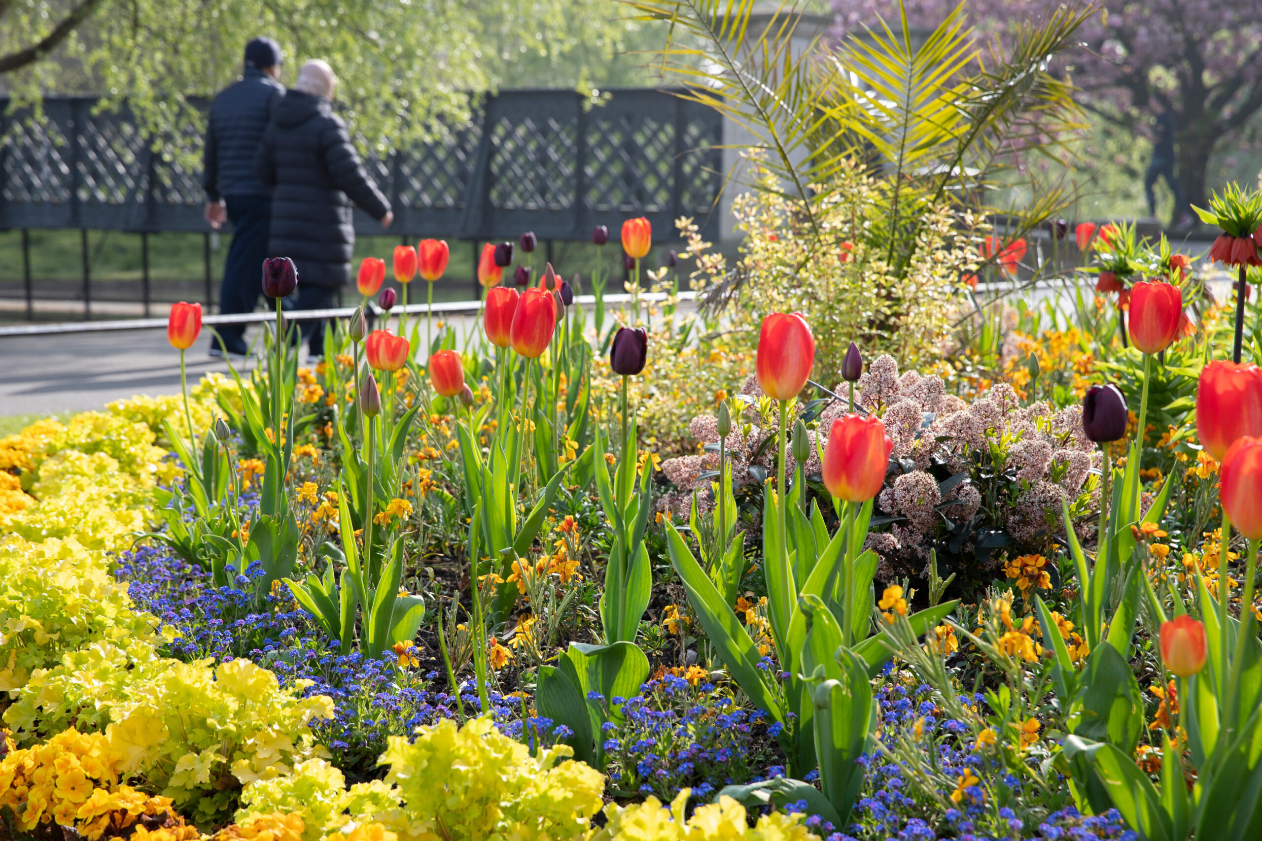 Local area photography - park tulip flowerbed